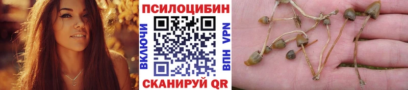 Псилоцибиновые грибы Psilocybe  Пионерский 